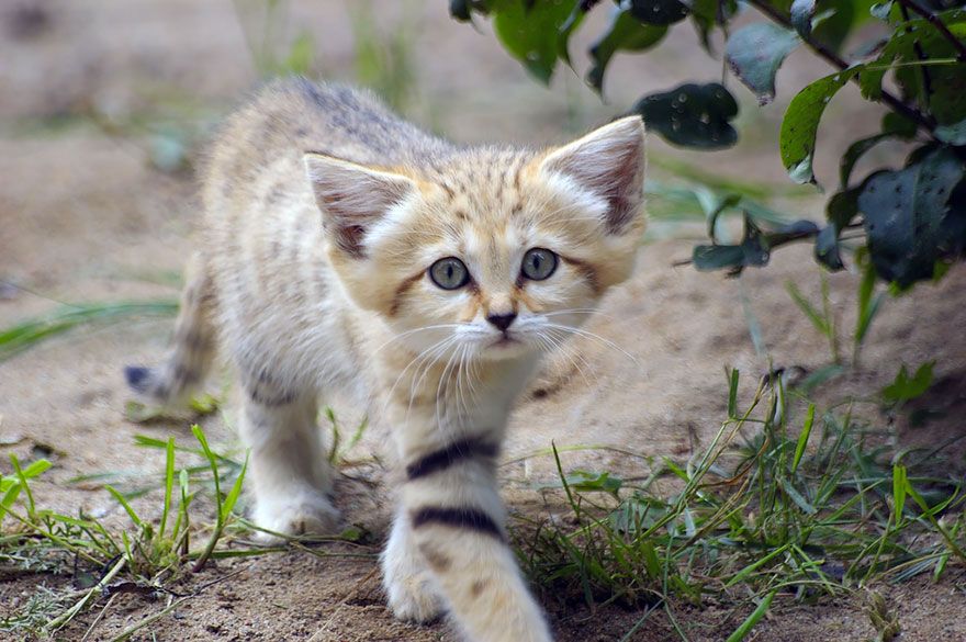 chat de sable